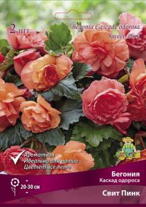 Бегония Каскад одороса Свит Пинк (1)