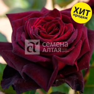 Роза Блек Баккара 1шт чайно-гибридная (Сем Алт)