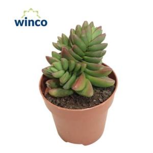 Крассула Бен С8,5 Н16