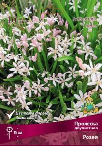 Пролеска (Сцилла) двулистная Розея 10шт (небесно-синего цвета, 4-5)