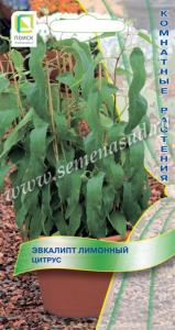 Эвкалипт Цитрус лимонный 5шт Комн 100см (Поиск)