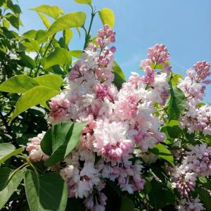 Сирень обыкновенная Красавица Москвы с3 (Н)1