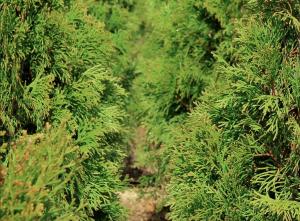 Скриншот 19-11-2024 102108