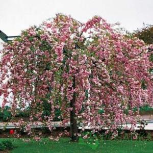 Яблоня дек. плакучая С7,5 РА100-140