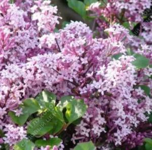 Сирень Мейера Палибин 50-60 С10