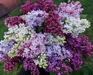 Сирень !!! С5