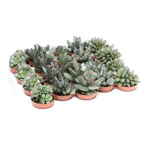 Адромискус Микс, уп. (D-5)