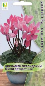 Цикламен Мини Двуцветный персидский 2шт Одн 30см (Поиск)