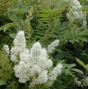 Рябинник рябинолистный (Sorbifoli sorbifolia) C3см