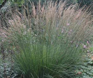 Молиния голубая 