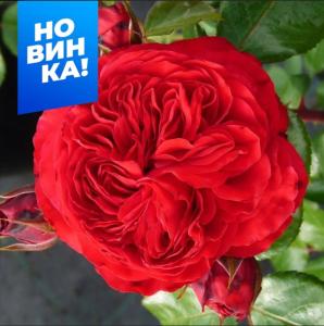 Роза Инзел Майнау 1шт флорибунда (кустовая) (Сем Алт)