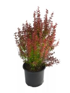 Барбарис Тунберга Orange Rocket с3