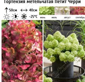 Гортензия метельчатая Петит Черри С3 ГлХ