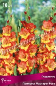 Гладиолус Принцесс Маргарет Роуз10шт 10-12