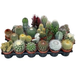 Кактус Микс 8,5см Кактус Микс 8,5см