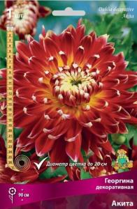Георгина декоративная Акита 1шт (90см, диаметр 20см, ярко-красный с оранжево-жёлтым центром, I)
