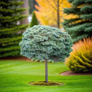 Пихта Абиес Конколор на штамбе 1