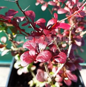 Барбарис тунберга Дартс Ред Леди v2 Lav