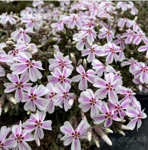 Флокс шиловидный 