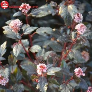 Пузыреплодник калинолистны Литтл Джокер С3 СП-23