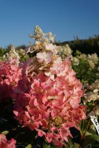 Гортензия метельчатая (Hydrangea paniculata BABY LACE PIIHPI PBR) C7,5 Н60 - 80