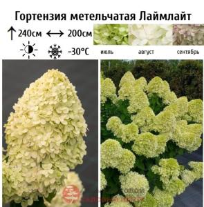 Гортензия метельчатая Лаймлайт  С5-7,5 СП-23 (зеленый, белый, розовый)