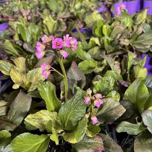 Бадан сердцелистный 