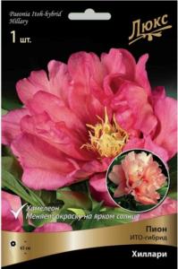 Пион ИТО-гибрид Хиллари