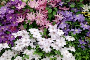 Клематис в ассорт С3