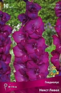 Гладиолус крупноцветковый Некст Левел 10шт (пурпурно-сиреневая, 10/12)