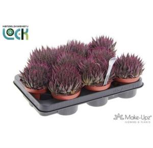 Алоэ Аристатное Make Upz Roze 10,5см