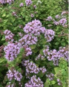 Душица обыкновенная 1шт (пурпур-роз цветки, 30-50см)