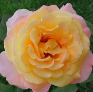 Роза Глория Дей 1шт.