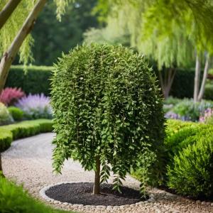 Ива козья Саликс C3 1