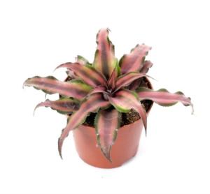 Криптантус Ред Стар, (D-9) Криптантус Ред Стар, (D-9)