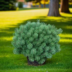 Сосна горная Гном C5 1