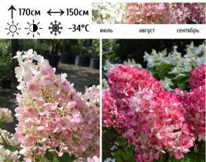 Гортензия метельчатая  Пинк Даймонд  С7,5 СП-21