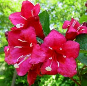 Вейгела цветущая Ева Радке С2 (ГРС)