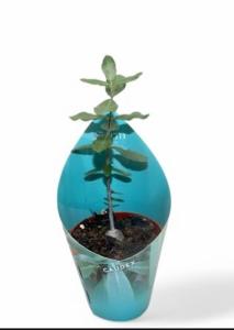 Фикус Гинсенг S-типа С27 Н70