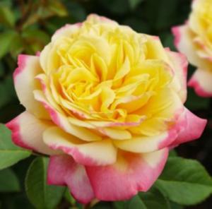 Роза Кордес Юбилей 1шт чайно-гибридная (Сем Алт)