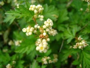 Стефанандра надрезаннолистная Криспа с3 (Никитенко)