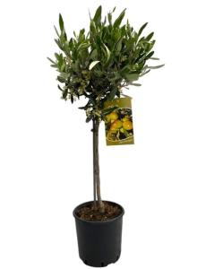 Olea Europaea On Stem