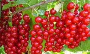 Смородина красная Ненаглядная с3