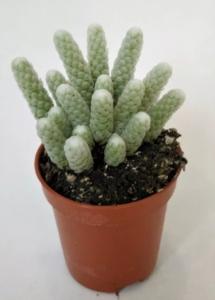 Авония Поперация мини D5,5 H12