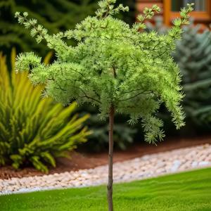 Лиственница кемпфера Диана  C26 Шт 120 1