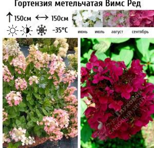 Гортензия метельчатая Вимс Ред С7,5 ГлХ (винно-красный)