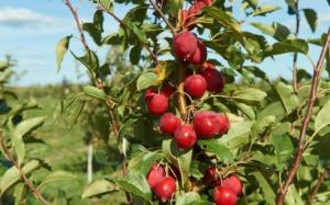 Скриншот 02-05-2024 160949