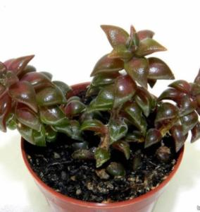 Анакампсерос Рубра D8,15 H15