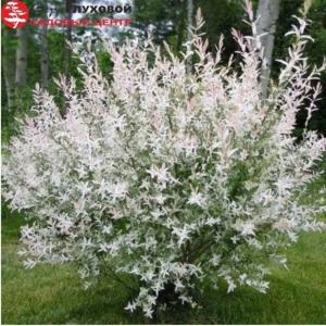 Ива цельнолистная Хакуро-нишики Шт-100 C3 ПК