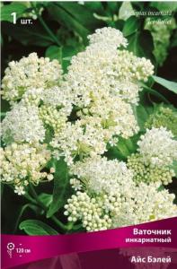 Ваточник инкарнатный Айс Бэлей Ваточник инкарнатный Айс Бэлей